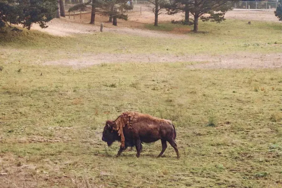 Golden Gate Park Bison Paddock에는 버팔로 한 마리가 돌아다닙니다. 贝博体彩app、加利福尼亚.